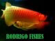 Arowana Fish Kingdom