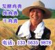 Hebei Province, Harvest Green Organic Fertilizer C