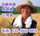 Hebei Province, harvest green organic fertilizer C