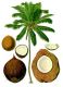 The Coconut India